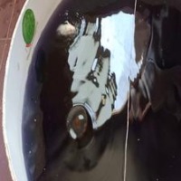 Rat project thumbnail