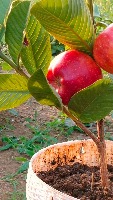 apple project thumbnail