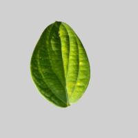 feuilles_poivre project thumbnail