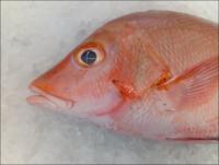 fish-freshness Classification Model by new-workspace-qywzh