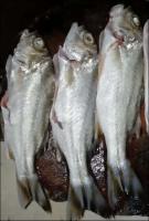 fish-freshness project thumbnail