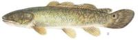 INVASIVE FISH project thumbnail