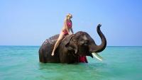 Elephant project thumbnail