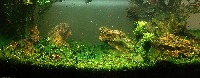 fish tank project thumbnail