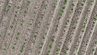 Field_drone_data project thumbnail