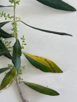 Olive_Disease_Detection project thumbnail