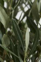 Olive_Detection project thumbnail