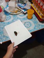 Mussel morphometrics project thumbnail