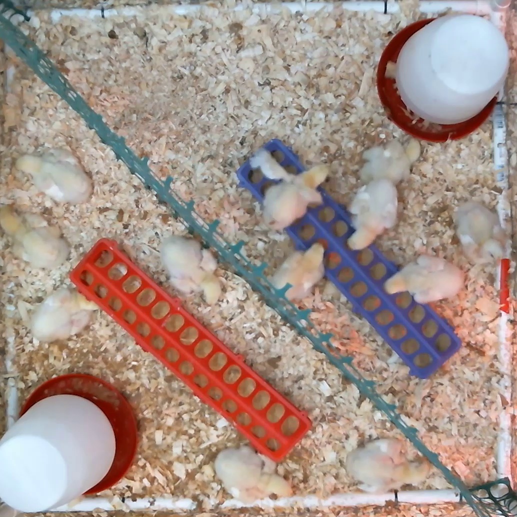 Chicken pose all Object Detection Model by Cornell University