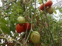 tomato detection project thumbnail