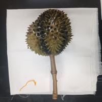 Defective Durian project thumbnail
