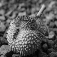 durian project thumbnail