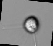 tip+cellbody-finding-invididualZ project thumbnail