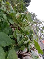 Hyacinth Bean Disease Detection project thumbnail