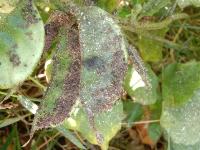 Hyacinth Bean Disease Detection project thumbnail