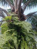 melawati oil palm project thumbnail