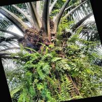 segment oil palm 2 project thumbnail