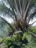 sagement oil palm project thumbnail