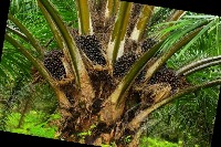 Detect ripe ffb project thumbnail