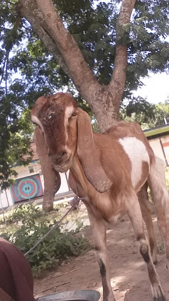 Goat Counter Object Detection Dataset by Utpal