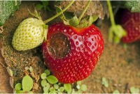 Clasificador de Fresas project thumbnail