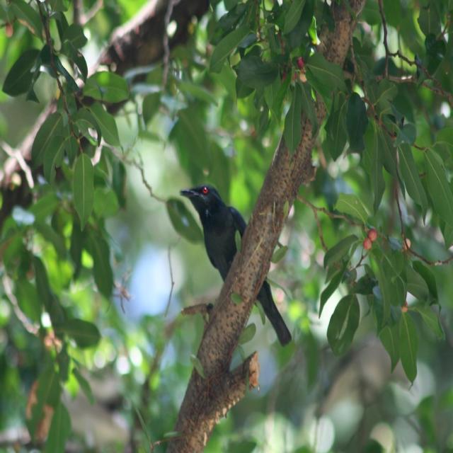 Bird Object Detection Model by Bird
