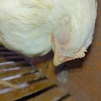 Chicks project thumbnail