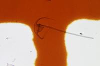 plankton-all project thumbnail