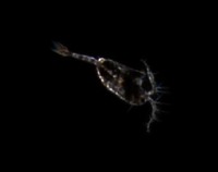 Plankton detection project thumbnail