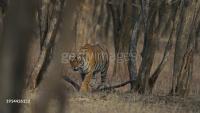 tiger_7_may project thumbnail
