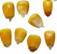 corn_quality project thumbnail