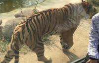 tiger_20may project thumbnail