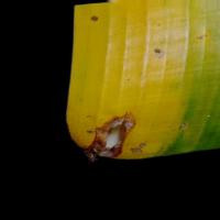 Banana Leaf Disease Detection project thumbnail