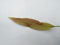 Mango Leaf Image Detection project thumbnail