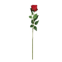 Red Rose project thumbnail