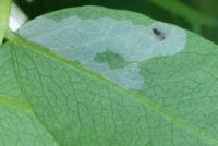 Liriomyza Huidobrensis project thumbnail