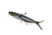 AI & IoT integrated Fish Tank project thumbnail
