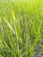 paddy field project thumbnail