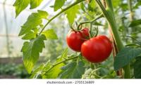 Tomato detection project thumbnail