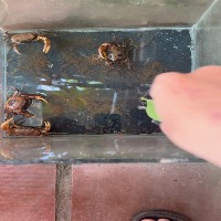 fish_crab project thumbnail