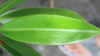 Coastal Plants ( Mangrove ) Dataset project thumbnail