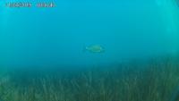 Coastal Plants (Seagrass Dataset project thumbnail