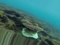 Coastal Plants (Coaral) Dataset project thumbnail