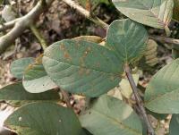 guava-leaf project thumbnail