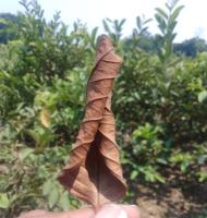 LeafDisease project thumbnail