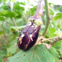 plant project thumbnail
