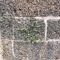 vegetation project thumbnail