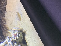 Underwater_Object_Detection project thumbnail