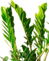 identify plant project thumbnail