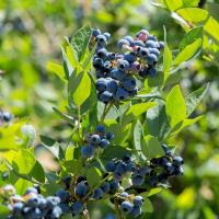BlueBerries project thumbnail